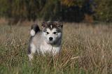 ALASKAN MALAMUTE 463